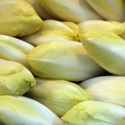 Endive