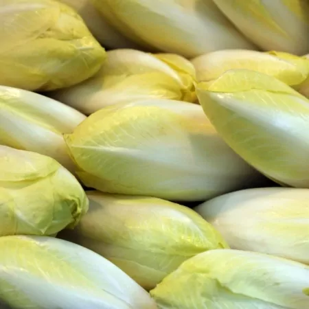 Endive-