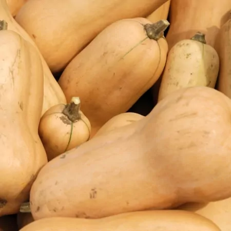 Butternut-