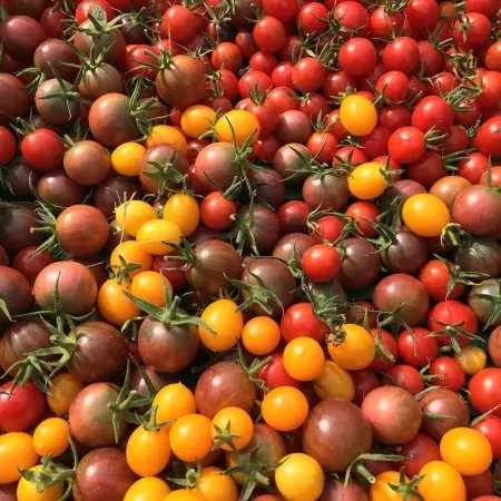 Tomates cerises 250g-