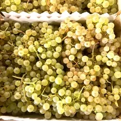 Raisin Chasselas de Moissac AOP