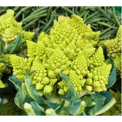 Chou romanesco