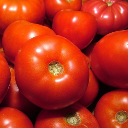 Tomate ronde